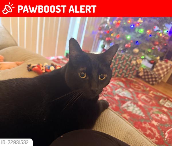 Lost Male Cat last seen Skyview apmts, Rancho Santa Margarita, CA 92688