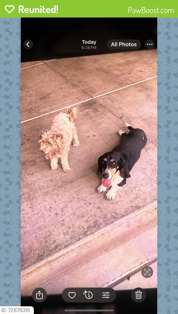 Reunited Male Dog last seen Camino verde ests, Valencia West, AZ 85735