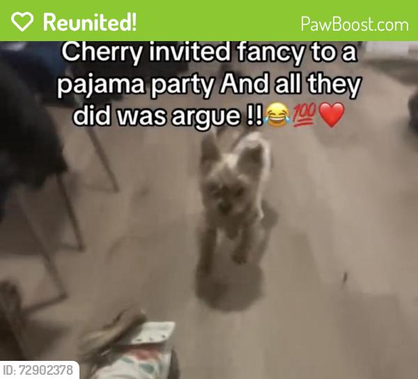 Reunited Female Dog last seen Mother Gaston Belmont and Pitkin ave Brooklyn  brownsville, Brooklyn, NY 11207