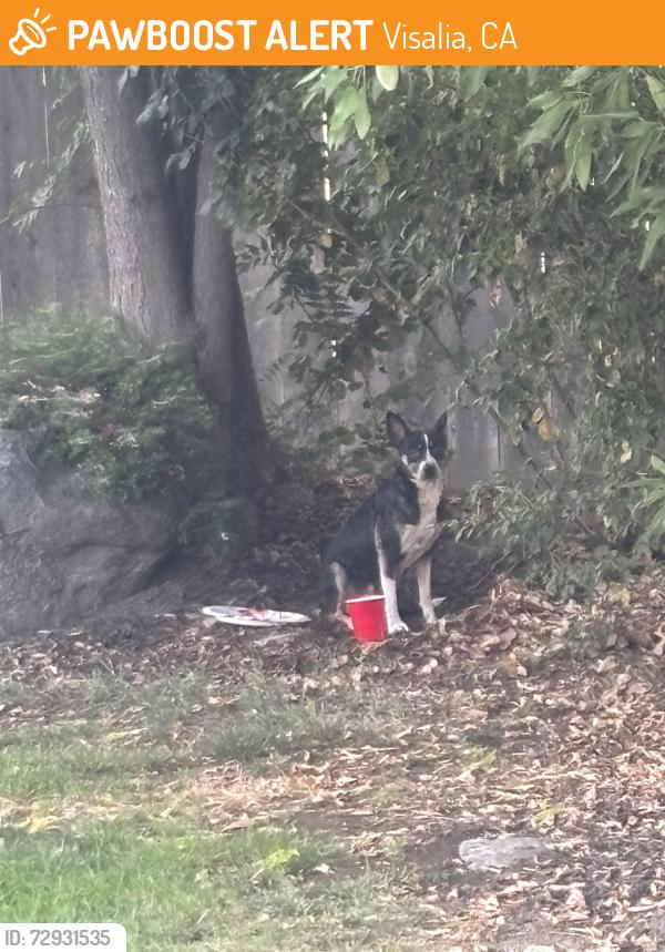 Found/Stray Male Dog last seen Nicolas and Bollinger , Visalia, CA 93291