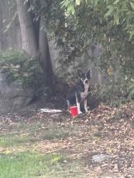 Found/Stray Male Dog last seen Nicolas and Bollinger , Visalia, CA 93291
