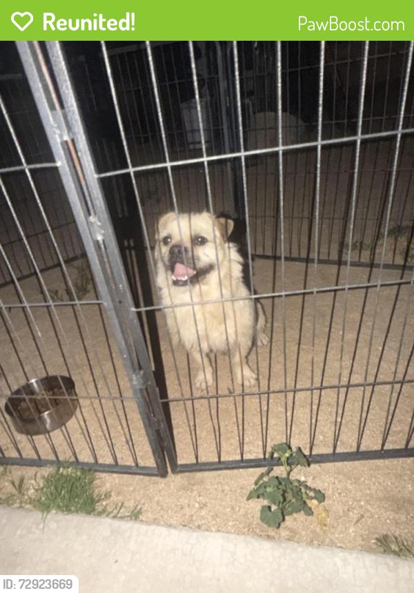 Reunited Male Dog last seen Joshua st , Hesperia, CA 92345