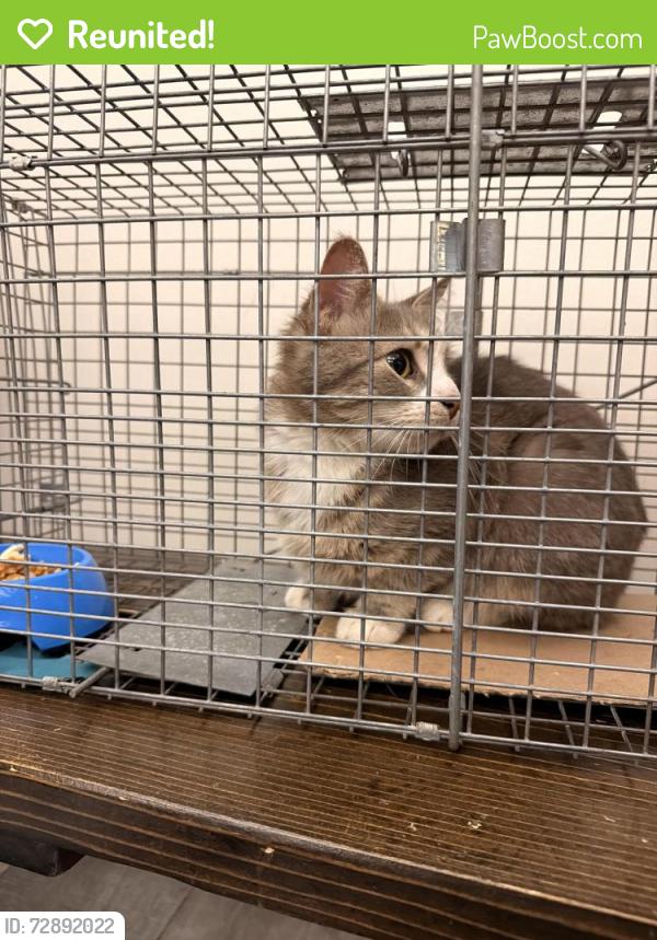 Reunited Female Cat last seen New Windsor Ny, Faye Ave, Garden St, & Blooming Grove Tpke, New Windsor, NY 12553