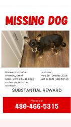 Reunited Female Dog last seen Near N Hazelton Dr Chandler, AZ  85226 United States, Chandler, AZ 85226