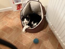 Lost Female Cat last seen Douglas Avenue, Billinge, England WN5 7QY