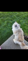 Reunited Female Cat last seen Near Bluebells Dr, Evans, CO 80620, USA, Evans, CO 80620