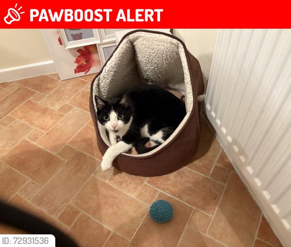 Lost Female Cat last seen Douglas Avenue, Billinge, England WN5 7QY