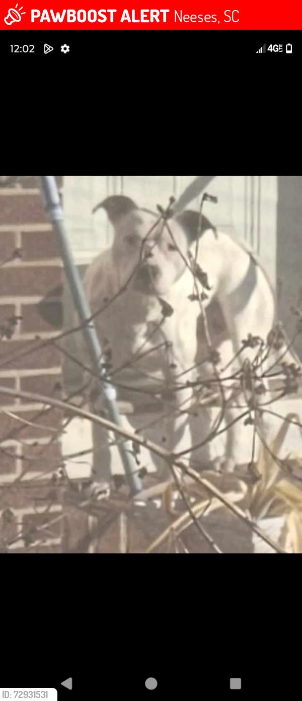 Lost Male Dog last seen Neeses flea market 29107, Neeses, SC 29107