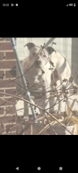 Lost Male Dog last seen Neeses flea market 29107, Neeses, SC 29107