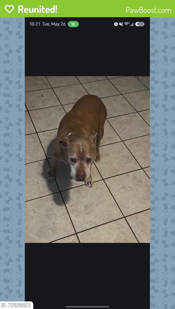 Reunited Female Dog last seen Vista chino landua, Cathedral City, CA 92234