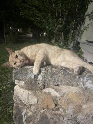 Found/Stray Female Cat last seen 37th & Home Ln. , Austin, TX 78703