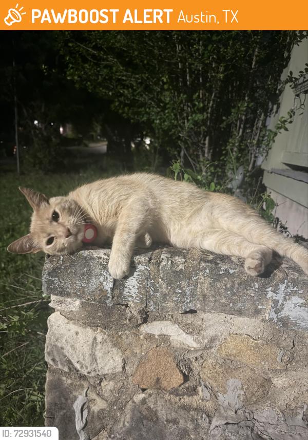 Found/Stray Female Cat last seen 37th & Home Ln. , Austin, TX 78703