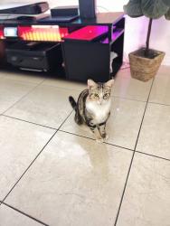 Reunited Female Cat last seen Ives dairy road, North Miami Beach, FL 33179