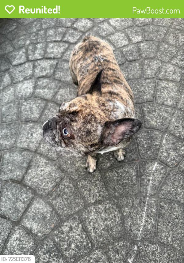 Reunited Unknown Dog last seen Lakeridge Dr  and , Bonney Lake, WA 98391
