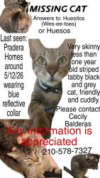 Lost Male Cat last seen Minigrip, Seguin, TX 78155