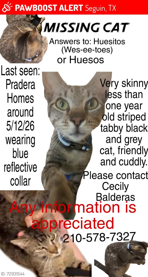 Lost Male Cat last seen Minigrip, Seguin, TX 78155