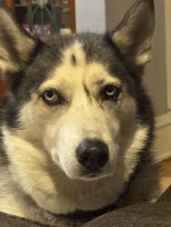 Reunited Female Dog last seen Hayden & Vliet, Milwaukee, WI 53208