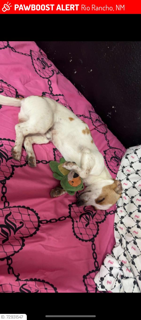 Lost Male Dog last seen Cherry and Northern, Rio Rancho, NM 87144