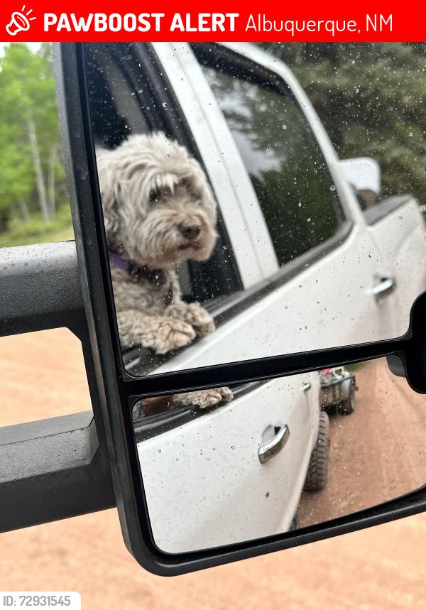 Lost Female Dog last seen 110th St, Albuquerque, NM 87121