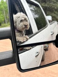 Lost Female Dog last seen 110th St, Albuquerque, NM 87121