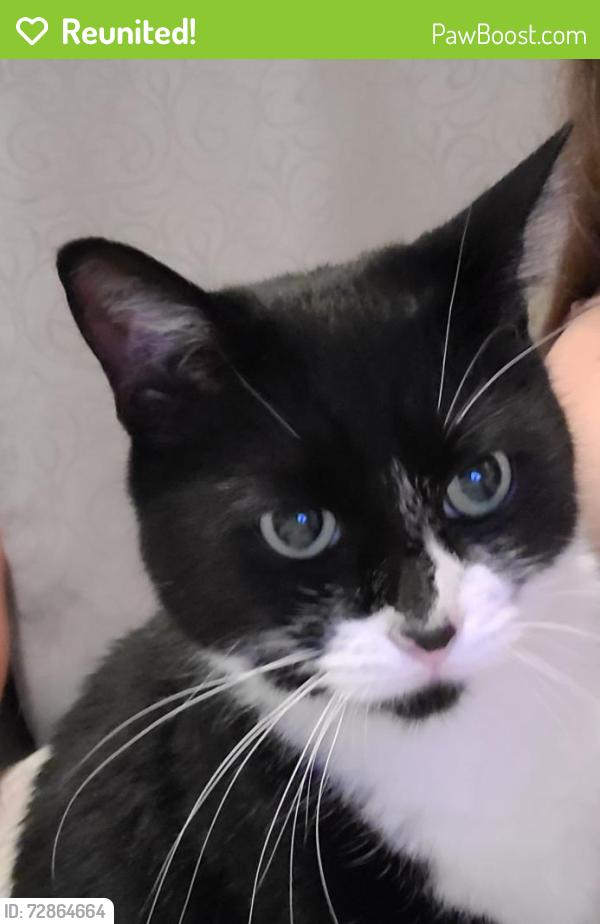 Reunited Male Cat last seen Allegiance bend , Temple, TX 76504