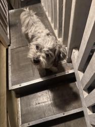 Found/Stray Male Dog last seen N brookside, El Monte, CA 91732