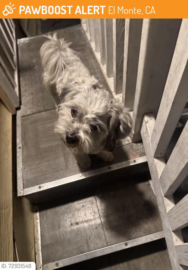 Found/Stray Male Dog last seen N brookside, El Monte, CA 91732