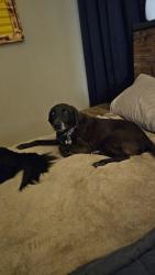 Reunited Male Dog last seen Timber Forest Subdivision , Atascocita, TX 77346