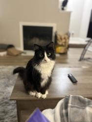 Reunited Female Cat last seen Near Wild Oak Way, Corona, CA 92879, USA, Corona, CA 92879