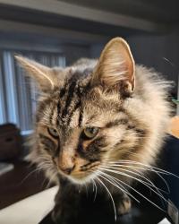 Lost Male Cat last seen Dwell @ 750, Marietta, GA 30067