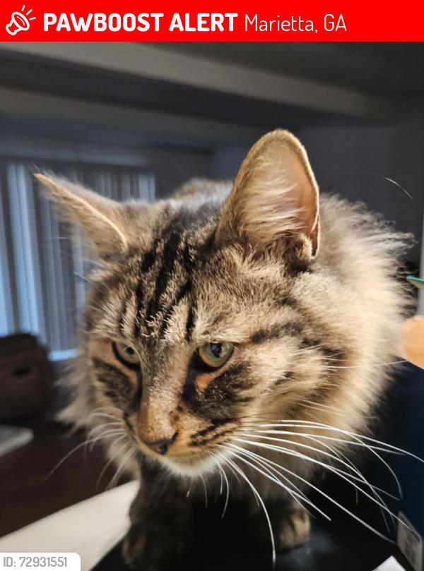 Lost Male Cat last seen Dwell @ 750, Marietta, GA 30067