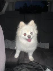 Found/Stray Male Dog last seen Alma School and Ocotillo, Chandler, AZ 85248