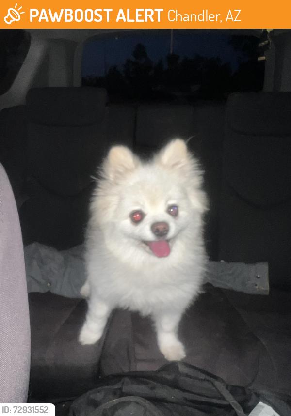 Found/Stray Male Dog last seen Alma School and Ocotillo, Chandler, AZ 85248