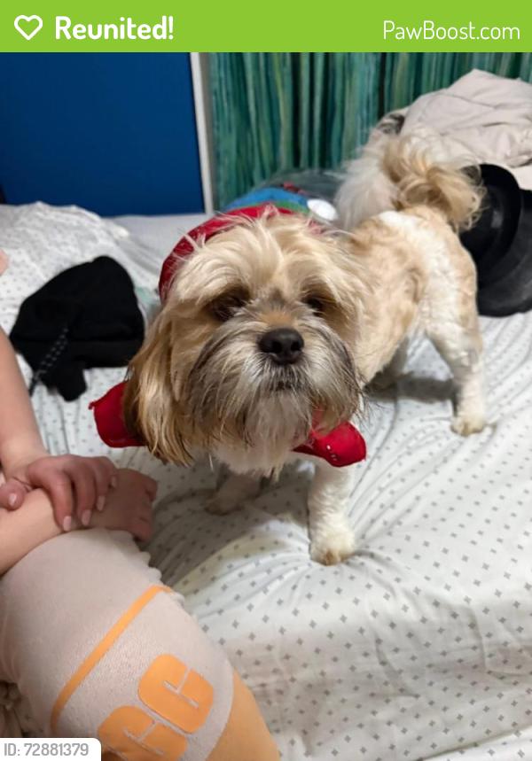 Reunited Male Dog last seen Gould Lane & Pricetown Rd, Ruscombmanor Township, PA 19522
