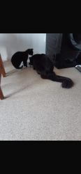 Reunited Male Cat last seen Slade green, Greater London, England DA8 2NY