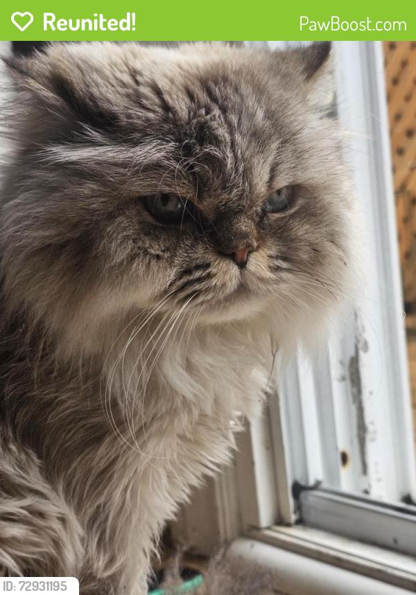 Reunited Male Cat last seen Cavendish, Burlington, ON L7P