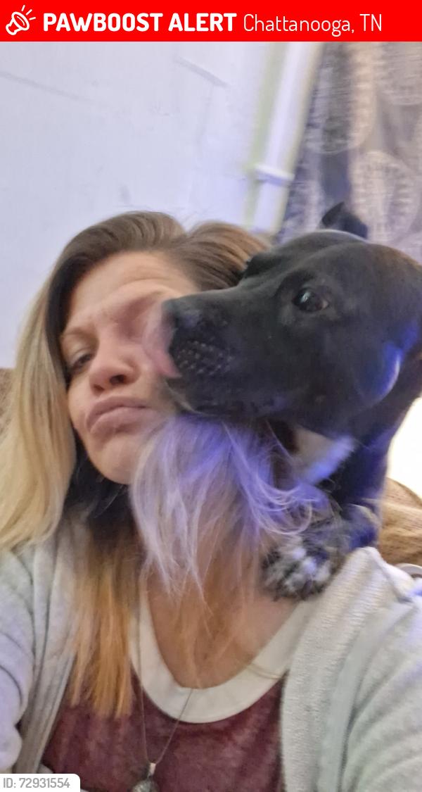 Lost Male Dog last seen Oakdale St and Altamaha St and Ringgold Rd, Chattanooga, TN 37412