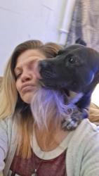 Lost Male Dog last seen Oakdale St and Altamaha St and Ringgold Rd, Chattanooga, TN 37412