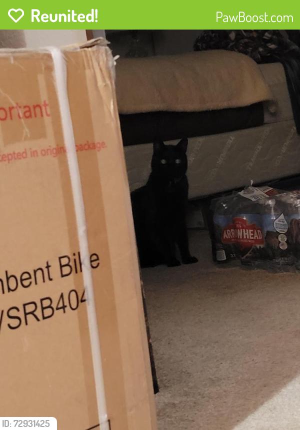 Reunited Female Cat last seen Guernville Rd, Santa Rosa, CA 95401