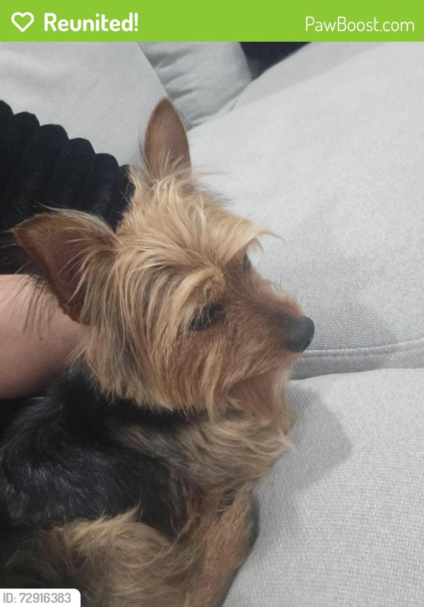 Reunited Male Dog last seen S. union , Bakersfield, CA 93313
