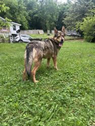 Reunited Female Dog last seen Asheville highway Kroger , Knoxville, TN 37914