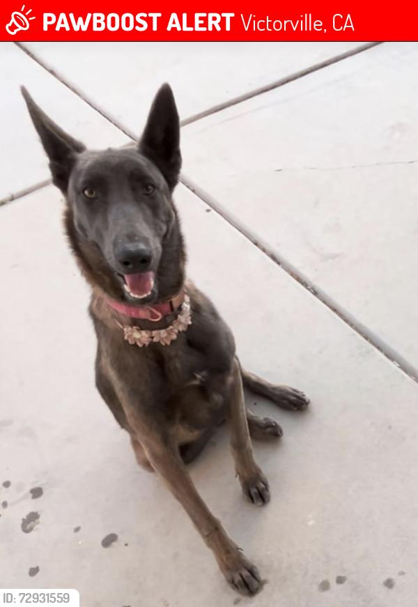 Lost Female Dog last seen La mesa and Stanford , Victorville, CA 92395