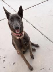 Lost Female Dog last seen La mesa and Stanford , Victorville, CA 92395