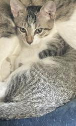 Lost Male Cat last seen Near s Troy st , Chicago, IL 60632