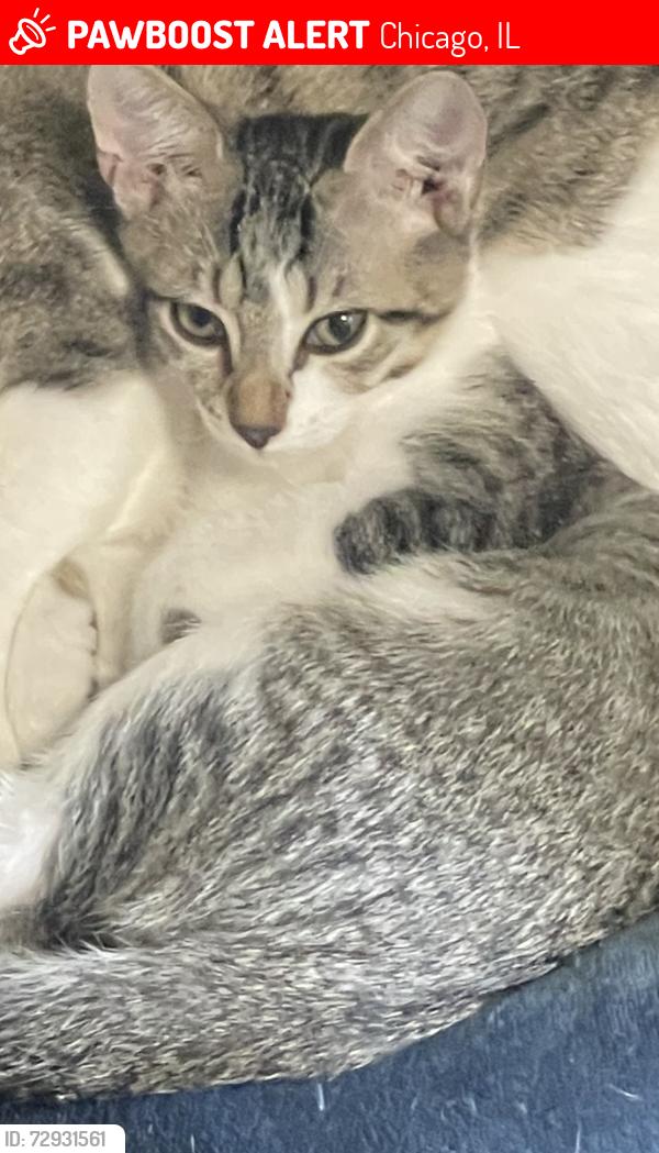 Lost Male Cat last seen Near s Troy st , Chicago, IL 60632