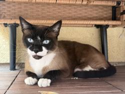 Found/Stray Unknown Cat last seen Ocean ave and howland , Los Angeles, CA 90291