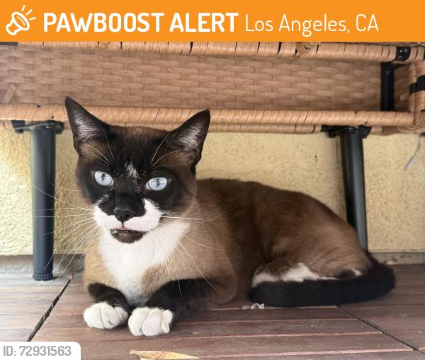 Found/Stray Unknown Cat last seen Ocean ave and howland , Los Angeles, CA 90291