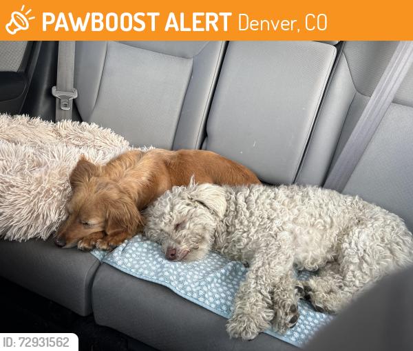 Found/Stray Unknown Dog last seen Irving St (found) Safe in my home (currently), Denver, CO 80211