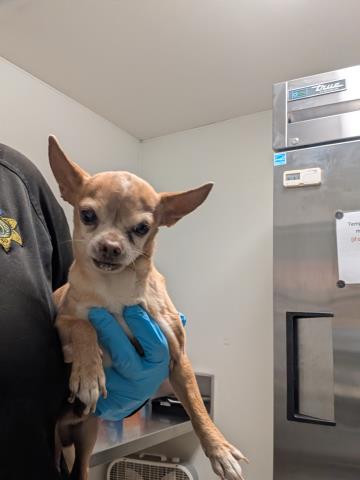 Shelter Stray Male Dog last seen Near BLOCK N ALFORD ST, RIDGECREST CA 93555, Bakersfield, CA 93308