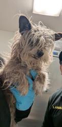Shelter Stray Female Dog last seen Near BLOCK N ALFORD ST, RIDGECREST CA 93555, Bakersfield, CA 93308